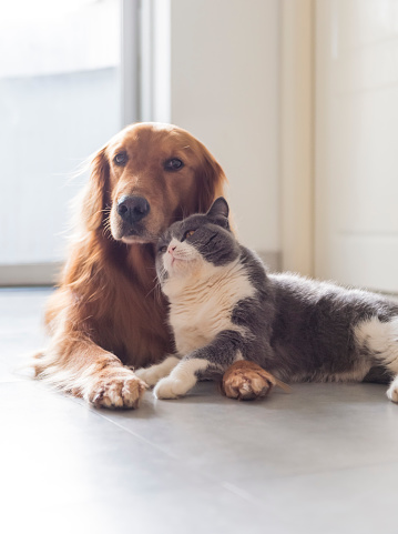 British Shorthair And Golden Retriever Friendly Stock Photo