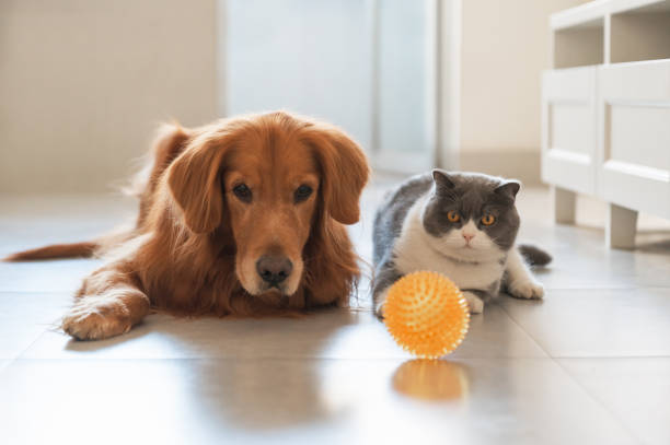 British Shorthair and Golden Retriever looking at toy ball stock photo