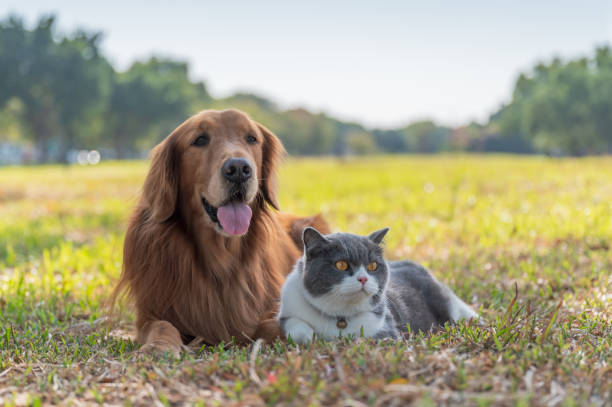 British Shorthair and Golden Retriever lying on the grass stock photo