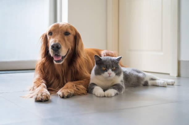 british shorthair e golden retriever - dog and cat foto e immagini stock