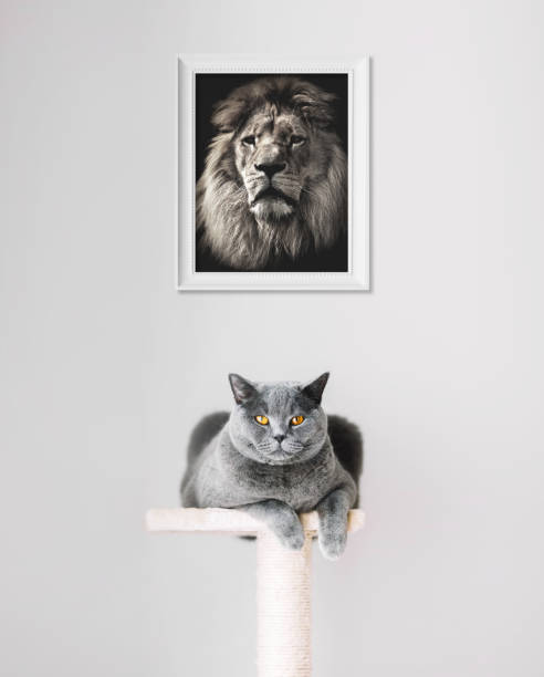 British Shorthair cat and lion portrait above. British Shorthair cat and lion portrait above. Dreaming about distant cousin lion feline stock pictures, royalty-free photos & images
