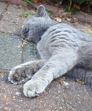 British Shorthair Cat Greyblue With Orange Eyes Relaxing In A