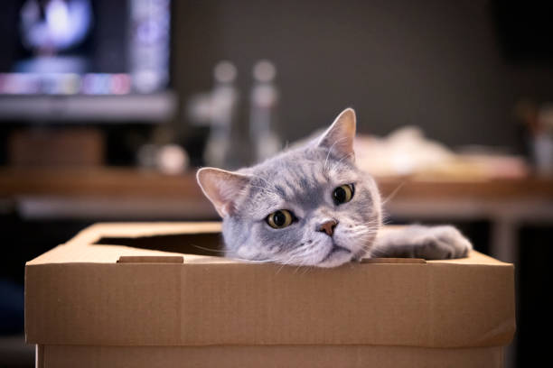 British shorthair cat in a cardboard box stock photo