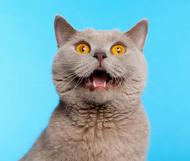 gato de pelo corto británica en frente de fondo azul - boca abierta fotografías e imágenes de stock