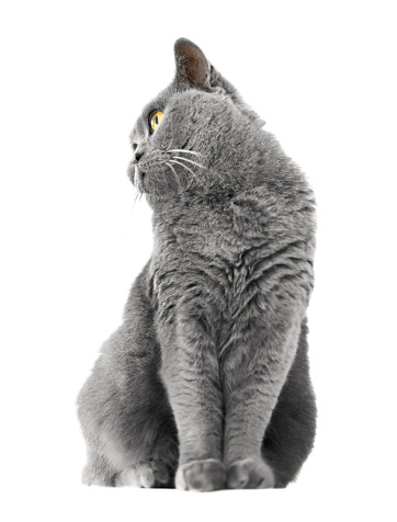 British Shorthair Cat Isolated On White Background Stock Photo