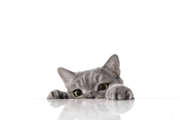 British shorthair cat on white background stock photo