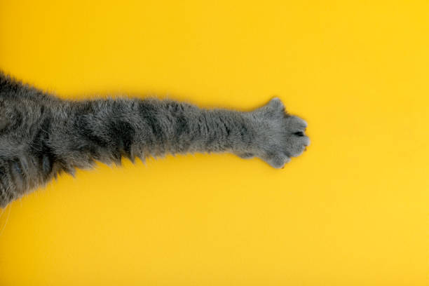 British shorthair cat's paw on a yellow background stock photo