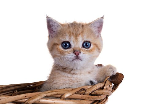 British Shorthair Kitten Color Golden Shaded Peeps Out Of The