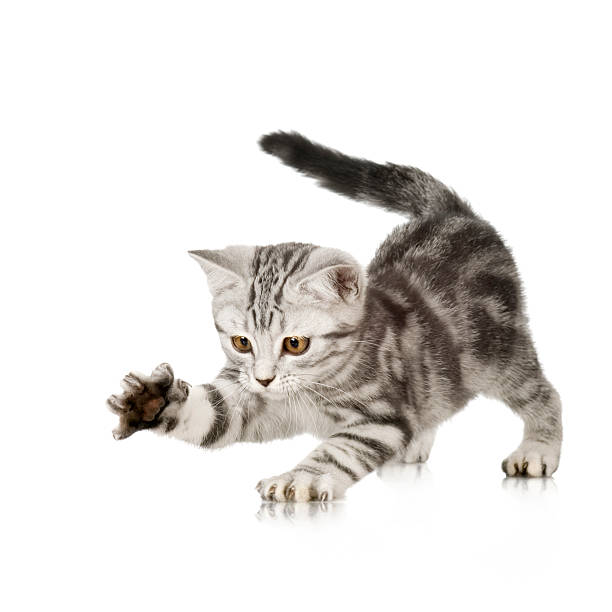 britische shorthair katzenjunges - tatze katze freisteller stock-fotos und bilder