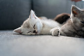 istock British Shorthair kitten sleeping 1317253625