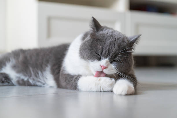 British Shorthair lying on the floor and licking paws stock photo