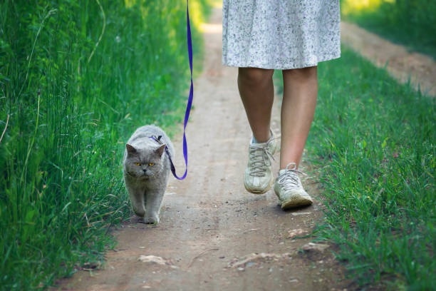 British shorthair male cat walks on a leash led by a girl along a countryside road. British shorthair male cat walks on a leash led by a teen girl wearing a white dress along a countryside road. animal harness stock pictures, royalty-free photos & images