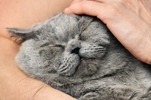 British Shorthair Tomcat Lying In The Arms Of His Mistress And