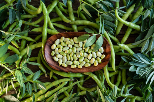 Broad beans lima beans fresh just after harvest Broad beans lima beans fresh just after harvest background with plant leaves broad bean stock pictures, royalty-free photos & images