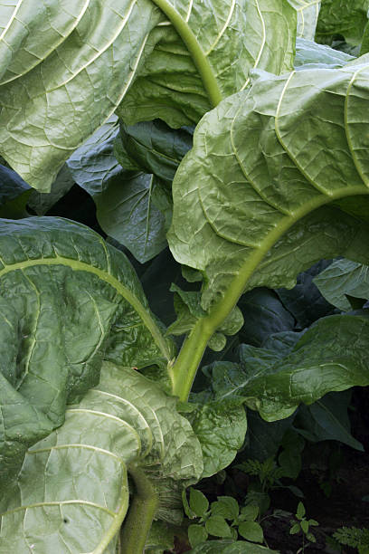 broad leaf tobacco, curling leaves and stems - hatfield bildbanksfoton och bilder
