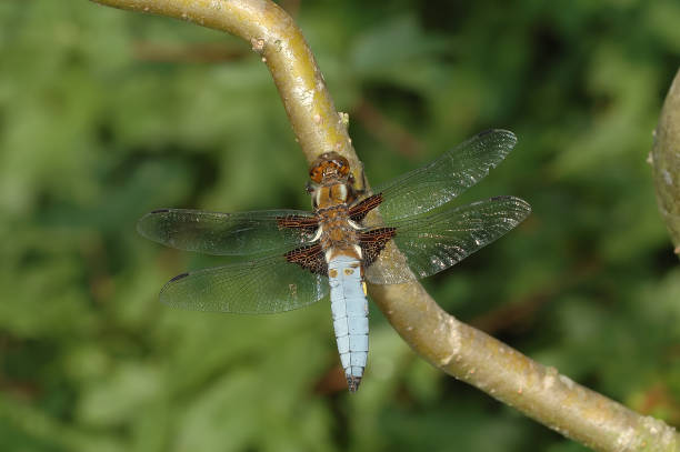 Broad-bodied chaser stock photo