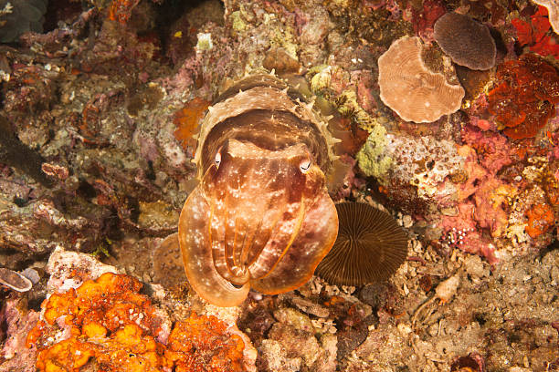 Broadclub Cuttlefish stock photo