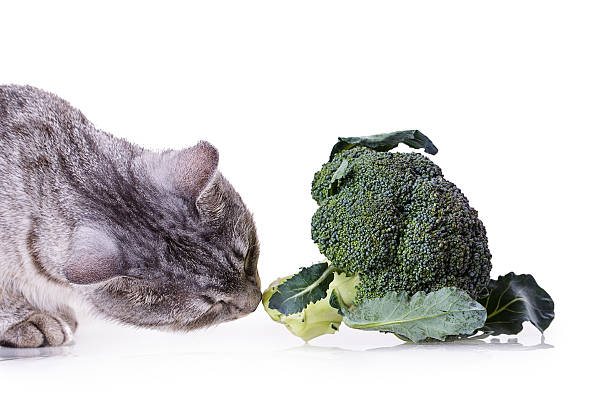 broccoli cat stock photo