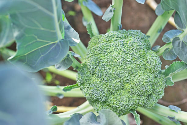 broccoli broccoli chigasaki stock pictures, royalty-free photos & images