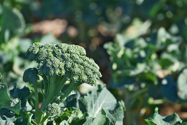 broccoli broccoli
broccoli chigasaki stock pictures, royalty-free photos & images