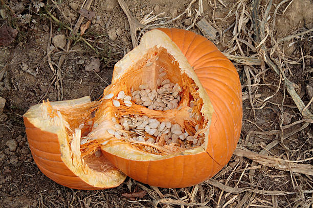 Broken Pumpkin stock photo
