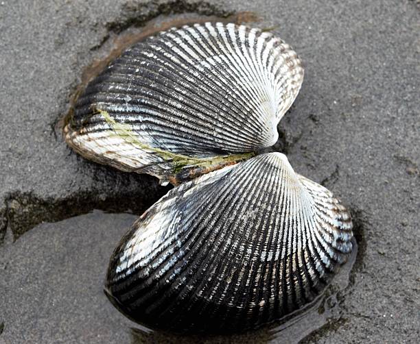 Broken Seashell stock photo