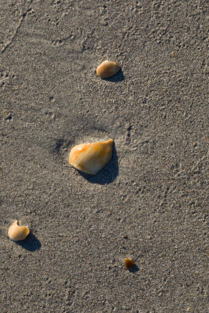 Broken Shells Left by Receeding Tide stock photo