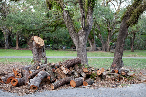 Best Tree Care Services In Southwest Ranches, Florida- Go Pro Professional Property Care   
