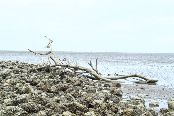 Broken tree by the sea at Don Hoi lot in Samut songkham , Thailand. stock photo