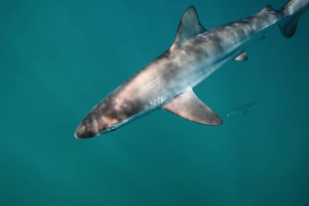 bronze whaler or copper shark, Carcharhinus brachyurus, Cape Infanta, South Africa stock photo