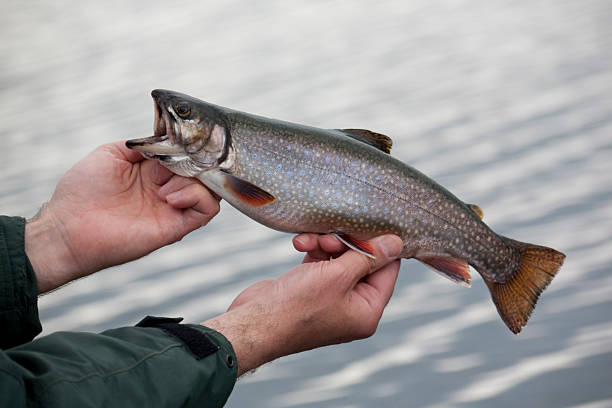 Brook or speckled trout on defocused background Freshly caught brook or speckled trout against defocused backgroundMore fish: brook trout stock pictures, royalty-free photos & images