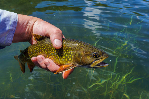 Brook Trout Closeup Portrait Catch and Release Brook Trout Closeup Portrait Catch and Release - Fly fishing caught fish to be released. brook trout stock pictures, royalty-free photos & images
