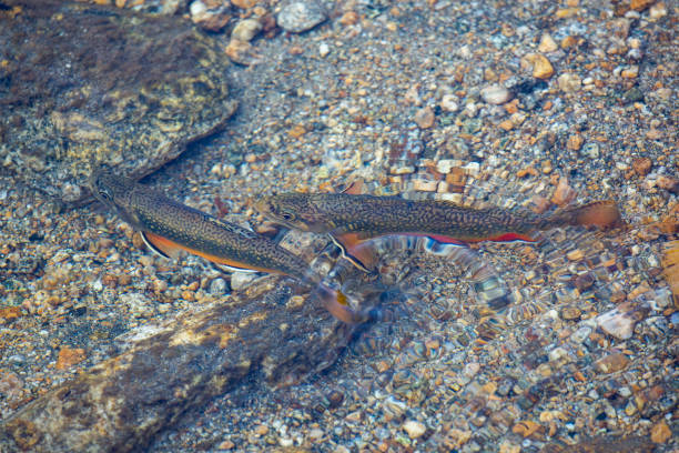 Brook trout in a stream A pair of brook trout preparing a spawning bed in a shallow stream brook trout stock pictures, royalty-free photos & images