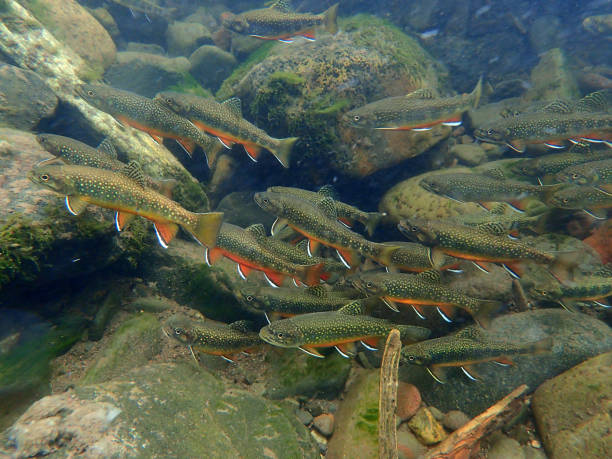 Brook Trout Trout gather to spawn in Swan Creek near Big Sky, Montana brook trout stock pictures, royalty-free photos & images