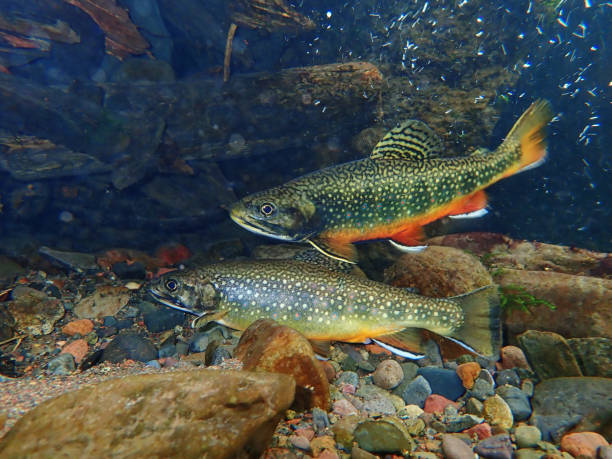 Brook Trout Trout gather to spawn in Swan Creek near Big Sky, Montana freshwater stock pictures, royalty-free photos & images