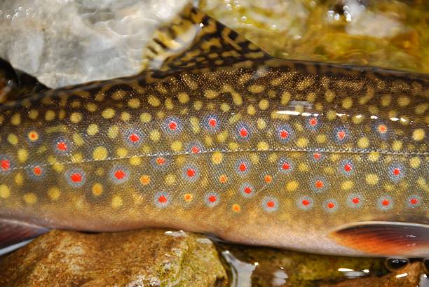 Brook Trout the colorful spots on a Brook trout from Swift current creek in Glacier National Park, Montana brook trout stock pictures, royalty-free photos & images