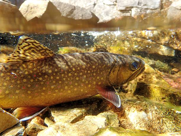 Brook Trout a Brook Trout rests in a small pool of water of a stream in Glacier Park, Montana brook trout stock pictures, royalty-free photos & images