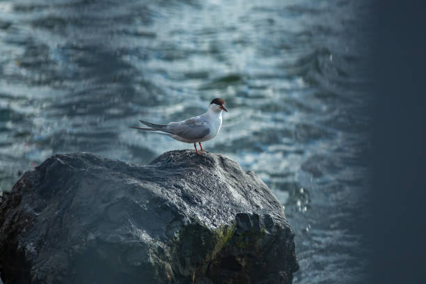 Brooklyn Laughing Gull on the Hudson stock photo