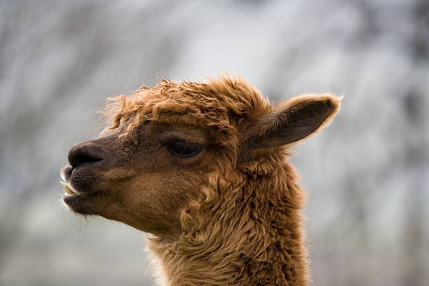 Alpaca Foot Stock Photos, Pictures & Royalty-Free Images - iStock