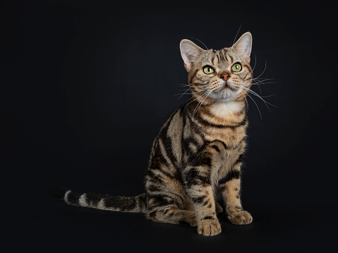 Brown And Black Tabby American Shorthair Cat Kitten Sitting
