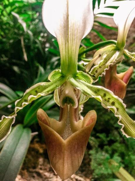 marrom e verde orquídea - paphiopedilum insigne - insigne - fotografias e filmes do acervo