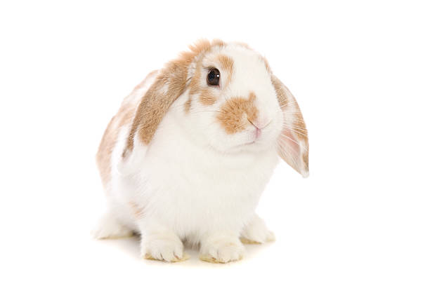 brown and white bunny - dwarf rabbit bildbanksfoton och bilder