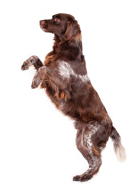 A brown and white dog on his hind legs stock photo