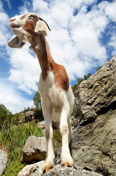 Brown and white goat on a mountain stock photo