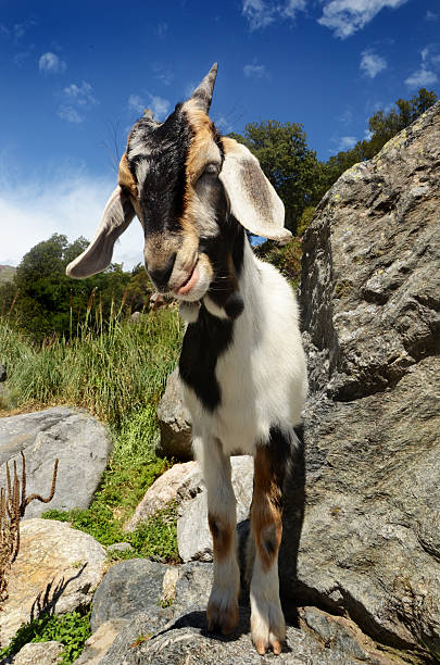 Brown and white goat on a mountain. stock photo