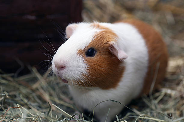 Brown and white guinea pig on straw Brown and white guinea pig guinea pig stock pictures, royalty-free photos & images