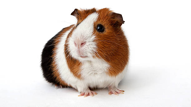 Brown and white guinea pig with a black backside guinea pig on a white background guinea pig stock pictures, royalty-free photos & images
