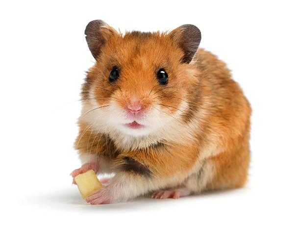 Brown and white hamster eating cheese on white background stock photo