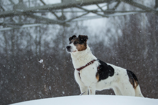 Brown and white short-haired mongrel dog is looking into the camera on a background of a winter snowy park