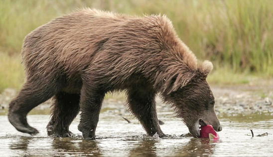 Brown bear (Ursus arctos) also known as  Grizzly Bears Catching Salmon